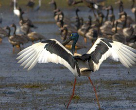 Nature's Way - South Australia Travel 1