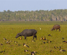 Nature's Way - South Australia Travel 4