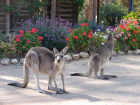 The Pioneer Settlement - South Australia Travel 5