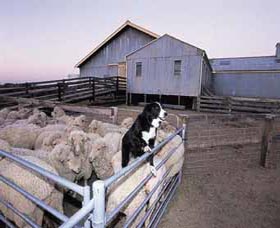 Shear Outback The Australian Shearers Hall Of Fame - South Australia Travel 1