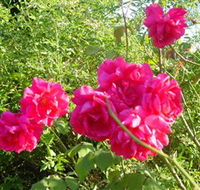 Bishop's Lodge Historic House and Heritage Rose Garden - South Australia Travel