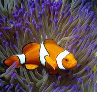 Reef HQ Aquarium - South Australia Travel