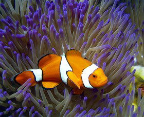 Reef HQ Aquarium - South Australia Travel 0
