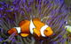 Reef HQ Aquarium - thumb 1