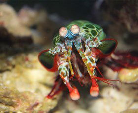 Reef HQ Aquarium - South Australia Travel 3