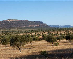 Grampians Olive Co. (Toscana Olives) - South Australia Travel 1