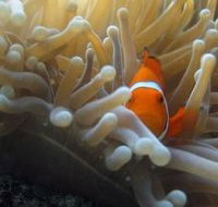 Beaver Reef Dive Site - South Australia Travel
