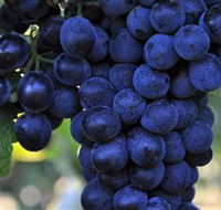 De Bortoli Wines Bilbul - South Australia Travel