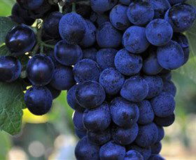 De Bortoli Wines Bilbul - South Australia Travel 0