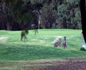 Deniliquin Golf Club - South Australia Travel 2