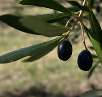 Red Rock Olives - South Australia Travel