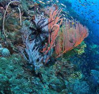 SS Yongala Dive Site - South Australia Travel