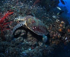 SS Yongala Dive Site - South Australia Travel 3