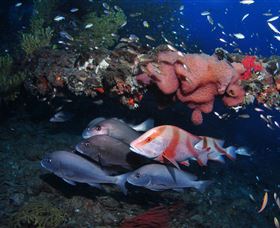 SS Yongala Dive Site - South Australia Travel 2