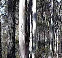 Kooyoora State Park - South Australia Travel