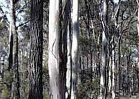 Kooyoora State Park - South Australia Travel 0