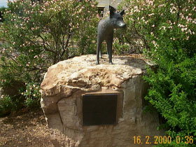 Dingo Statue - South Australia Travel 0