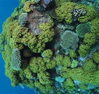 Keeper Reef Dive Site - South Australia Travel