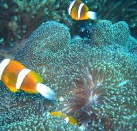 Davies Reef Dive Site - South Australia Travel