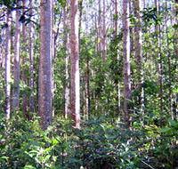 Cathu State Forest - South Australia Travel