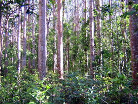 Cathu State Forest - South Australia Travel 0
