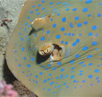 Jorgey's Patch Dive Site - South Australia Travel