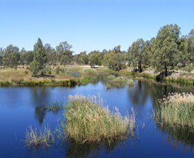 Narrandera Wetlands - South Australia Travel 0