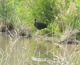 Narrandera Wetlands - South Australia Travel 2