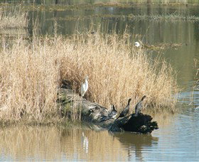 Narrandera Wetlands - South Australia Travel 3