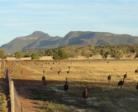 Emu Logic - South Australia Travel 0