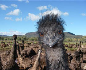 Emu Logic - South Australia Travel 1