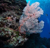 Barracuda Bommie Dive Site - South Australia Travel