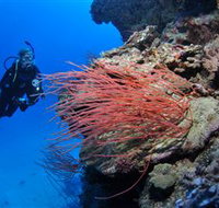 Three Sisters Dive Site - South Australia Travel