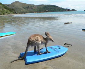 Cape Hillsborough National Park - South Australia Travel 1