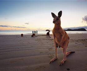 Wallabies On The Beach At Cape Hillsborough - South Australia Travel 0