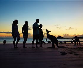 Wallabies On The Beach At Cape Hillsborough - South Australia Travel 2