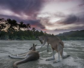 Wallabies On The Beach At Cape Hillsborough - South Australia Travel 1