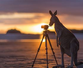 Wallabies On The Beach At Cape Hillsborough - South Australia Travel 3