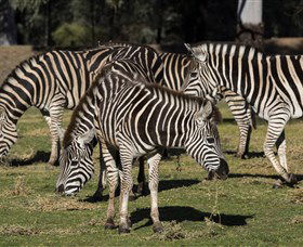 Taronga Western Plains Zoo, Dubbo - South Australia Travel 5