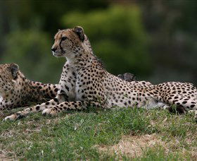 Taronga Western Plains Zoo, Dubbo - South Australia Travel 6