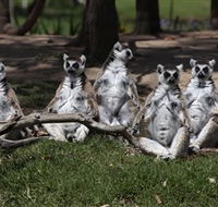 Savannah Visitor Plaza Taronga Western Plains Zoo Dubbo - South Australia Travel