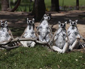 Savannah Visitor Plaza, Taronga Western Plains Zoo Dubbo - South Australia Travel 0
