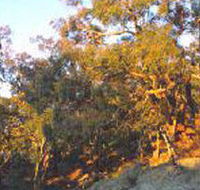 Mount Alexander Regional Park - South Australia Travel