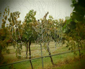 Red Earth Estate Vineyard - South Australia Travel 8
