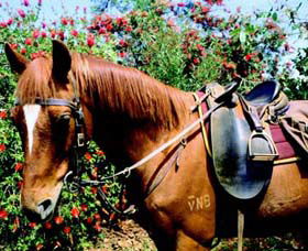 Western Plains Riding Centre - South Australia Travel 0