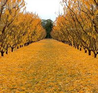 Sun Country on the Murray Farm Gate Trail - South Australia Travel