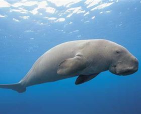 Dugong Sanctuary - Clairview - South Australia Travel 1