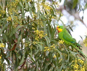 Savernake Day Tours - South Australia Travel 3