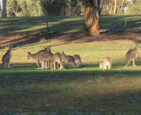 Savernake Day Tours - South Australia Travel 4