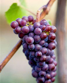 Ellender Estate - South Australia Travel 6